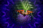 mandala-05-bild6a