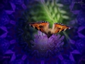 mandala-05-bild6a