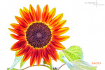 Fleur-du-Soleil
