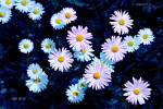 Sternblumen