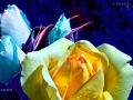 Rosen-im-Mondschein