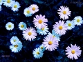 Sternblumen