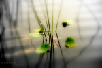 peace-zen