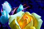 rosen-im-mondschein