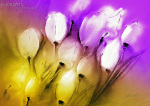 Tulpen im Wind III