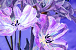 Tulpenpracht