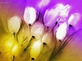 Tulpen im Wind III