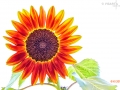 Fleur-du-Soleil
