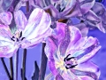 tulpenpracht