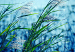 blue-afternoon