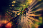 deep-jungle