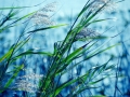 blue-afternoon