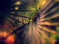 deep-jungle