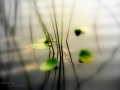 peace-zen